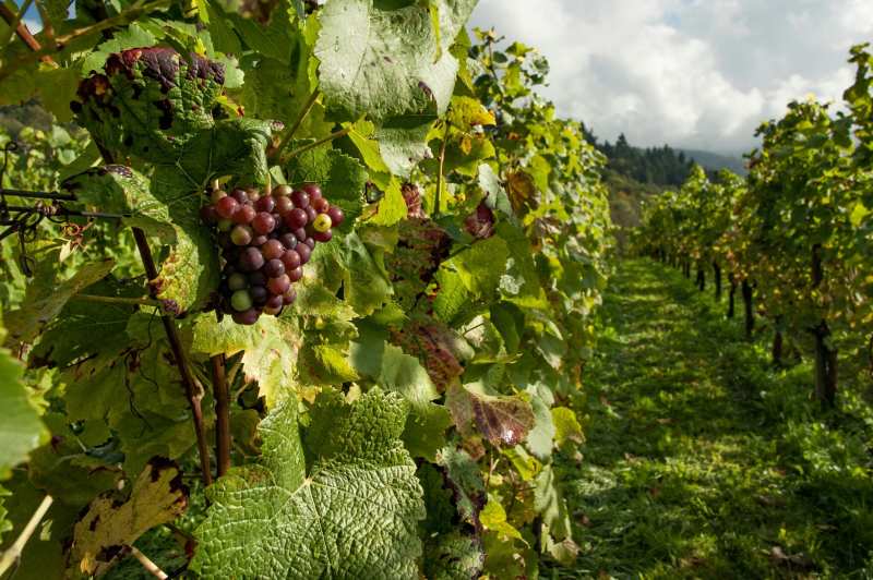 Stellenbosch Post House Wines Zuid-Afrika