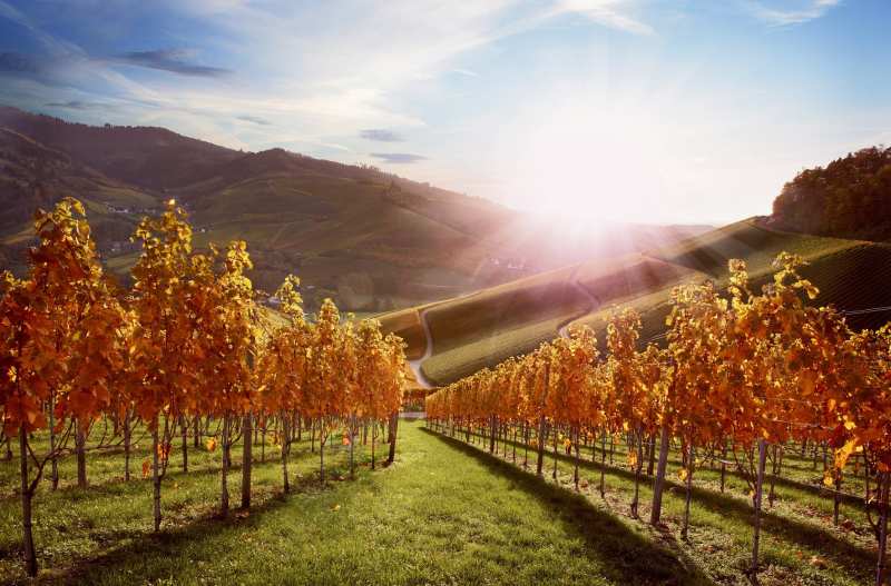 United Winemakers of Germany Baden Pfalz Saale-Unstrut Württemberg Fernweh