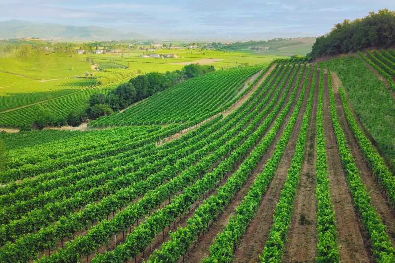 Veneto Cielo e Terra Italy organic wines 3 Passo