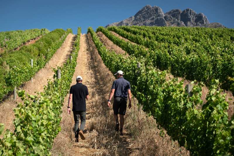 Vineyards Oldenburg Zuid Afrika Syrah Jackal Buzzard