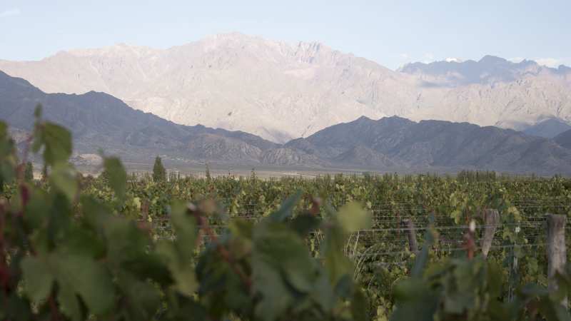 Wijngaard Bodegas Escorihuela Gascón