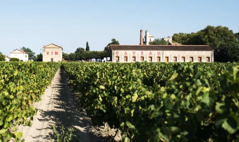 Wijngaard Domaine de Montcalm